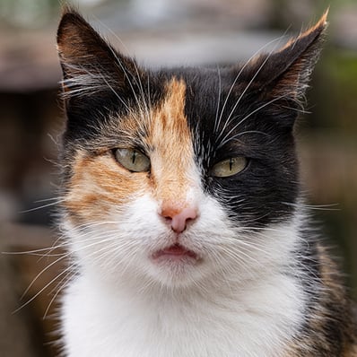Give-Good-Cat-Care-Packages copy